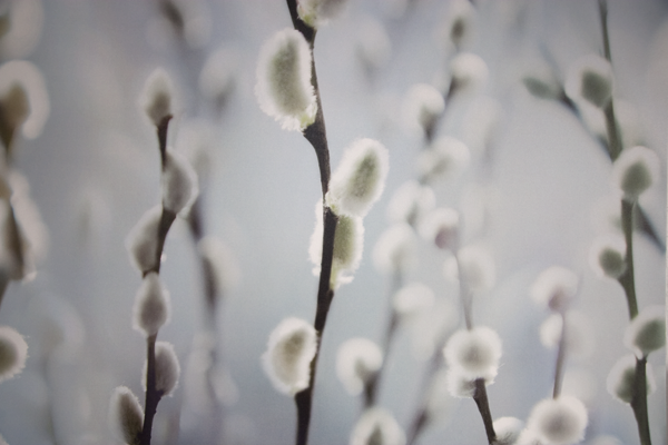 Picture of flowers